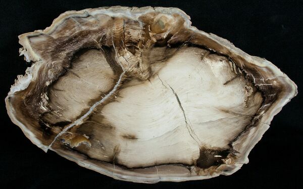 Petrified wood is a classic example of permineralization, where the original organic wood material has been replaced by silica and other minerals.